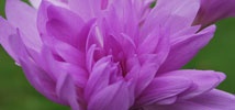 Colchicums with Clout