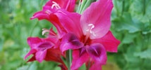 Gorgeous Gladioli