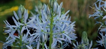Cool Camassias