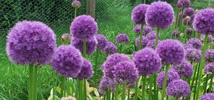 Gorgeous Globes
