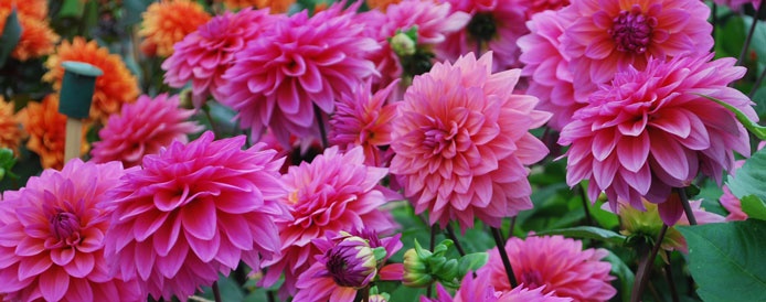 Dahlias
