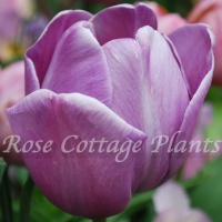 Tulipa 'Blue Heaven' Tulipa 'Blue Heaven'