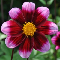 Dahlia 'Bashful' Dahlia 'Bashful'