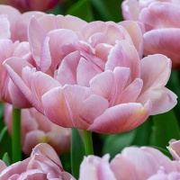 Tulipa 'Beachberry'® Tulipa 'Beachberry'®