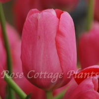 Tulipa 'Renown' Tulipa 'Renown'
