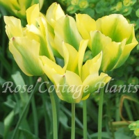 Tulipa 'Formosa' Tulipa 'Formosa'