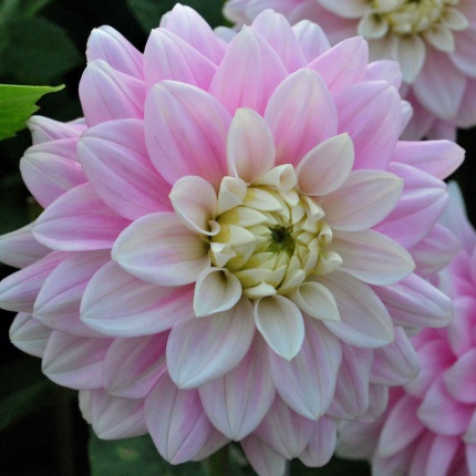 Dahlia 'offshore Dream' - Rose Cottage Plants