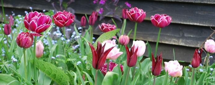 Tulips