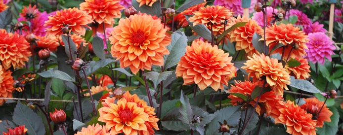 Dahlia JMiss Trucella