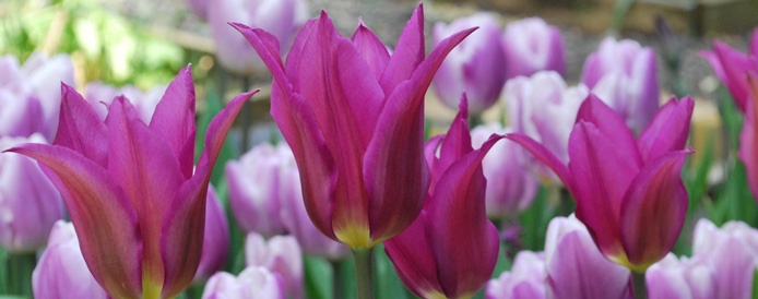 Tulips