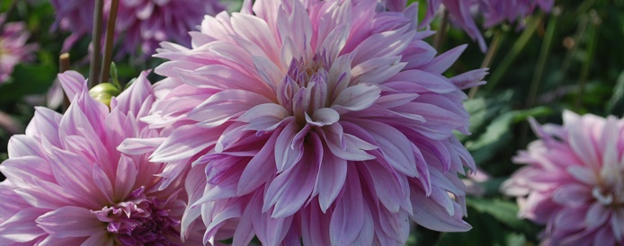 Dahlia Labyrinth Two-tone