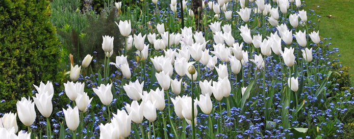 White-Triumphator-@-Chenies