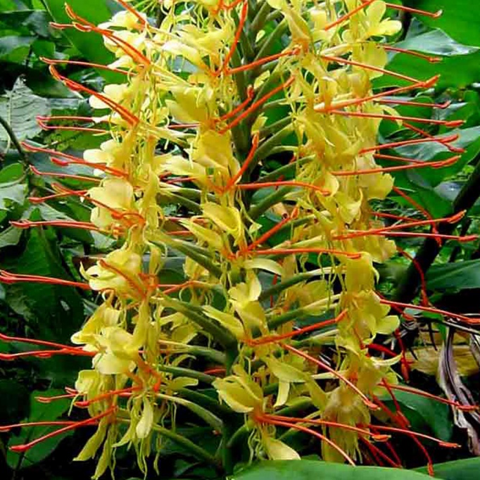 Hedychium