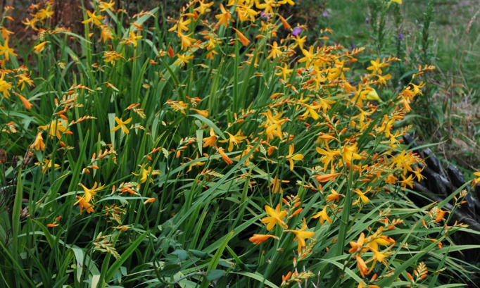 Crocosmia