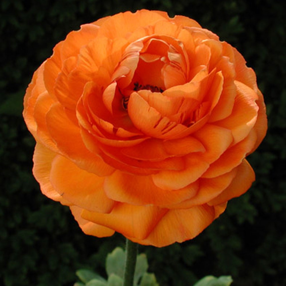 Ranunculus 'Aviv' orange - Rose Cottage Plants