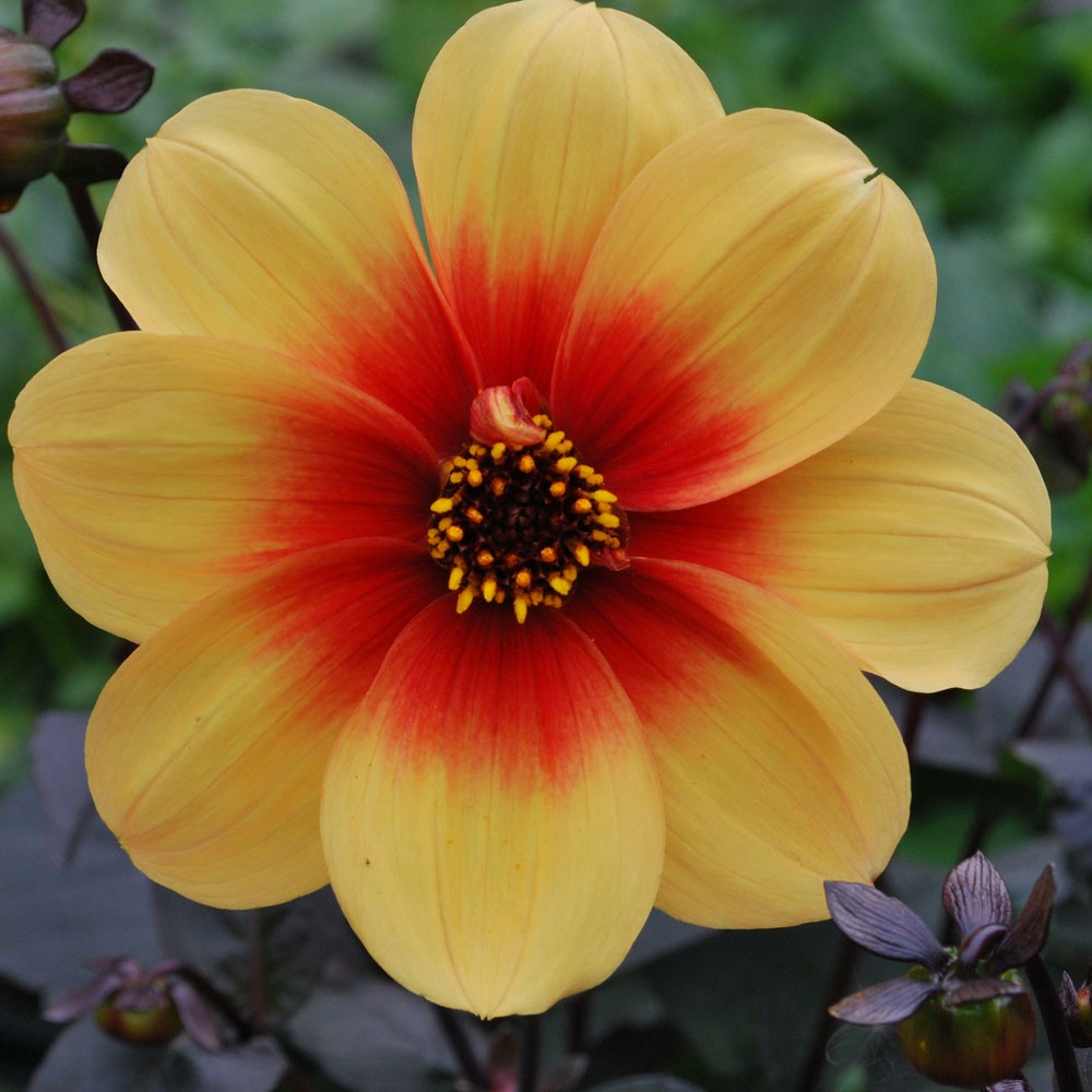 Dahlia 'Moonfire' - Rose Cottage Plants