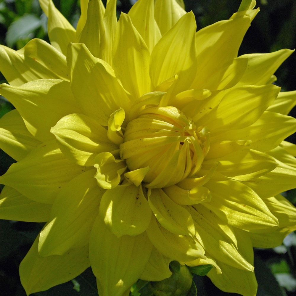 Dahlia 'Yellow Passions'