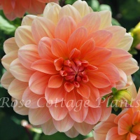 Dahlia 'Apricot Desire'