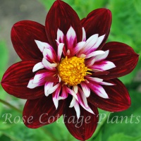 Dahlia 'Night Butterfly'