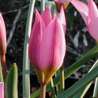 Tulipa humilis Tulipa humilis