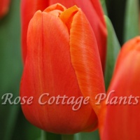 Tulipa Orange Juice