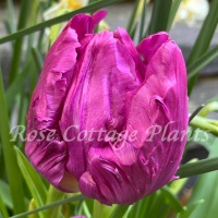 Tulipa 'Parrot Prince' Tulipa 'Parrot Prince'