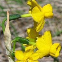 Narcissus willcommii
