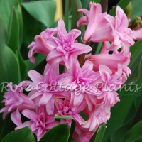 Hyacinth Double Pink
