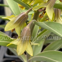 Fritillaria sewerzowii 'Green Eyes' Fritillaria sewerzowii 'Green Eyes'