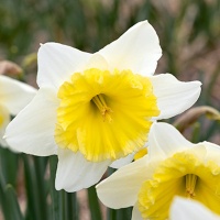 Narcissus Ice Follies AGM