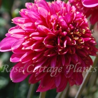 Dahlia 'Alyshia'