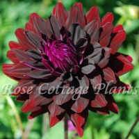 Dahlia 'Hollyhill Dark Beauty'