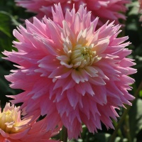 Dahlia 'Just Married'