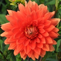 Dahlia 'Orange Sunrise'