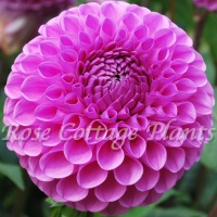 Dahlia 'Westerton Folly'