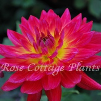 Dahlia 'Kilburn Glow'