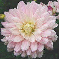 Dahlia 'Lady Kate'