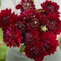 Dahlia 'King Arthur'