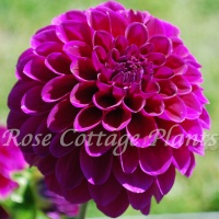 Dahlia 'Randy Crawford'