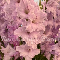 Gladiolus grandiflora 'Blue Tropic®'