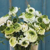 Ranunculus 'Super Green White'