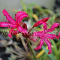 Nerine bowdenii 'Mister Nick'