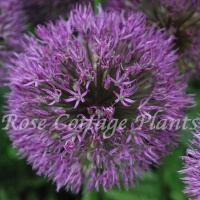Allium 'Powder Puff' Allium 'Powder Puff'