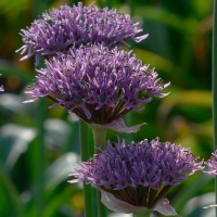 Allium 'New York' Allium 'New York'
