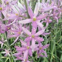 Camassia leichtlinii 'Sweet Candle' Camassia leichtlinii 'Sweet Candle'