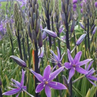 Camassia leichtlinii 'Violet Candle' Camassia leichtlinii 'Violet Candle'