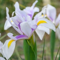 Iris hollandica 'Carmen' Iris hollandica 'Carmen'