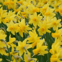 Narcissus 'Mother Duck' Narcissus 'Mother Duck'