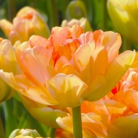 Tulipa 'Charming Beauty' Tulipa 'Charming Beauty'