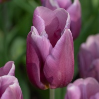 Tulipa 'Copex' Tulipa 'Copex'